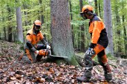 Zwei Waldarbeiter fällen einen Baum