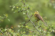 Goldammer in Natur