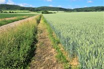 Getreidefeld mit blühenden Randstreifen 