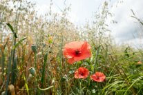 Getreidefeld mit Wildblumen