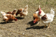 Legehennen im Freien